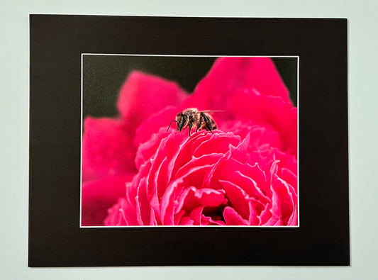 Bee Hanging on Peony 12x14