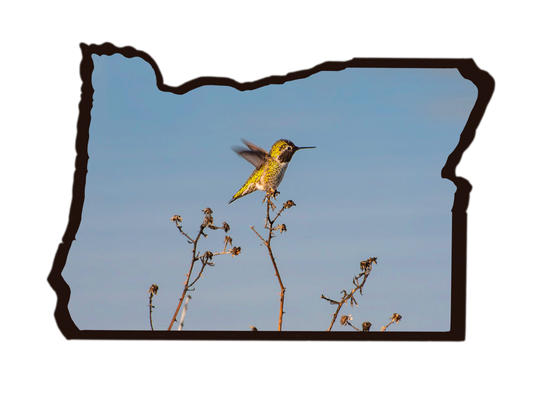 Oregon Hummingbird Sticker