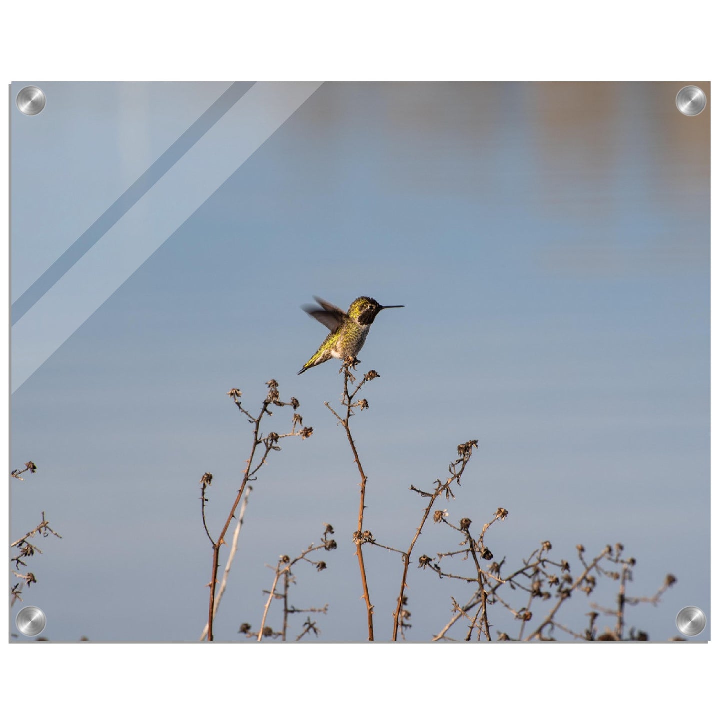 Hummingbird Acrylic Print