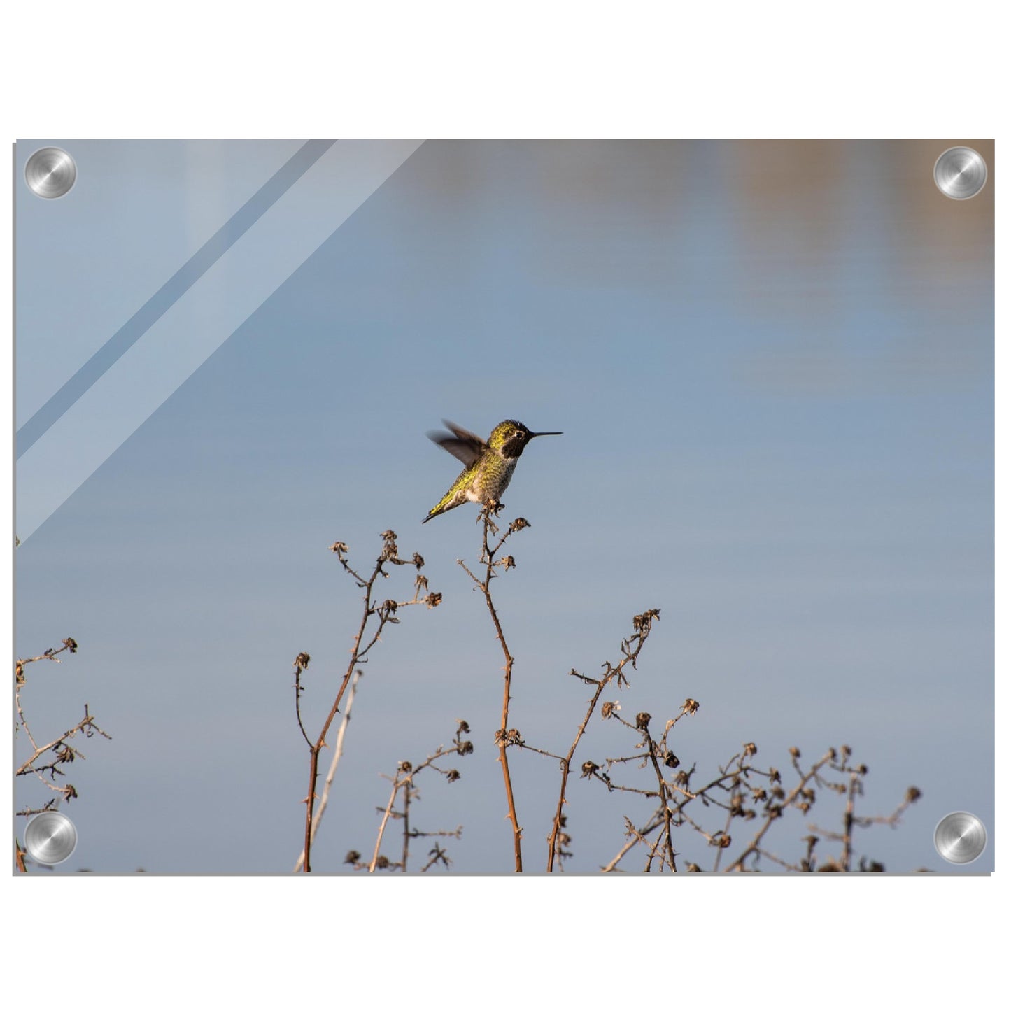 Hummingbird Acrylic Print