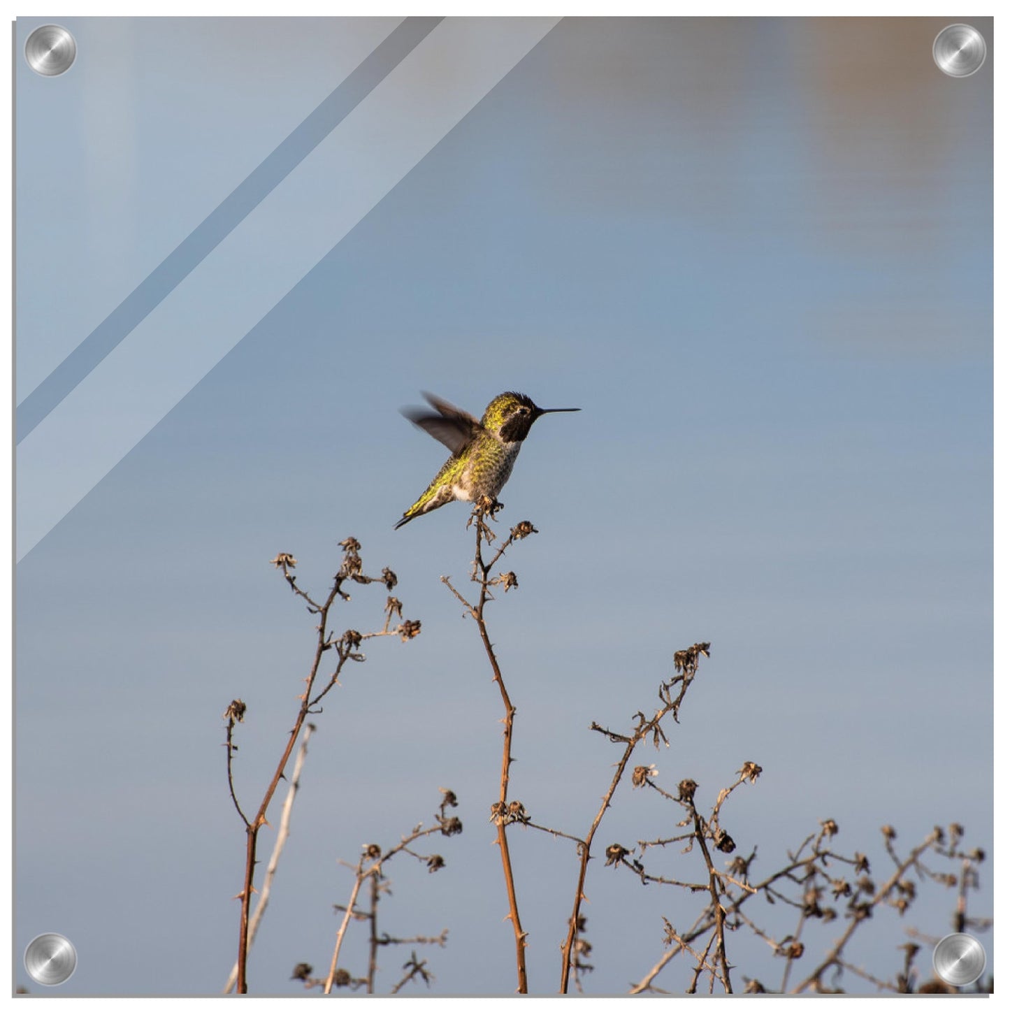 Hummingbird Acrylic Print