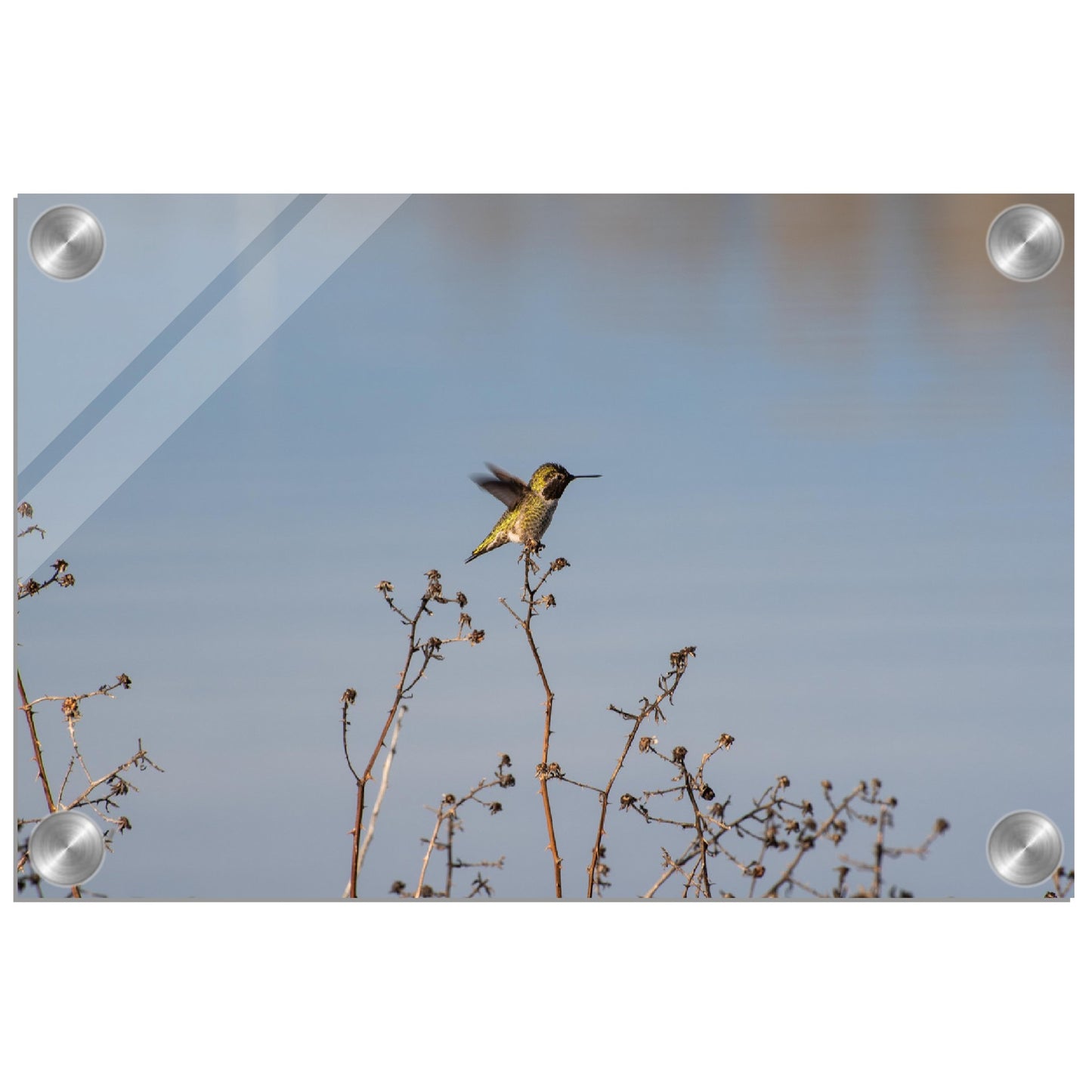 Hummingbird Acrylic Print