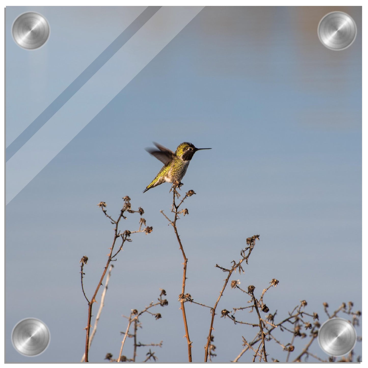 Hummingbird Acrylic Print